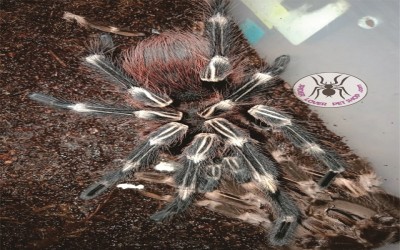 nhandu chromatus mature male tarantula